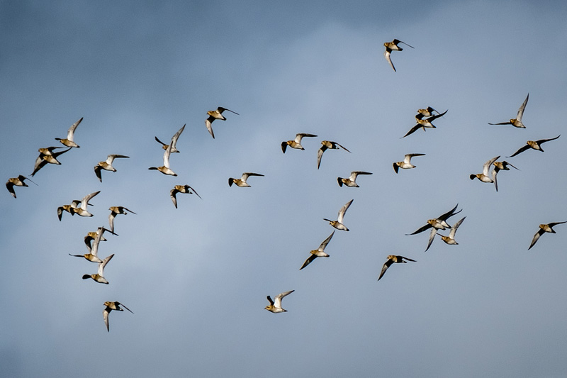 11th November 2018 –&nbsp;Slimbridge
