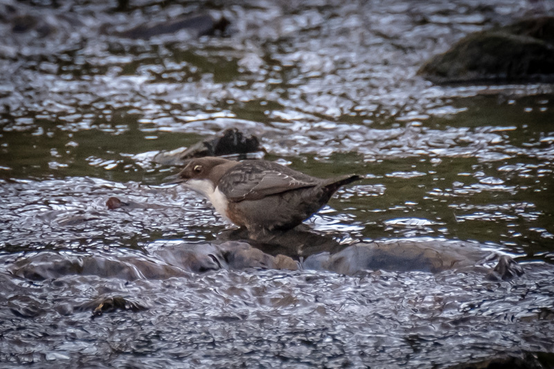 19th December 2018 – Eastville&nbsp;Park