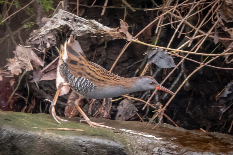 6th January 2019 – Eastville&nbsp;Park
