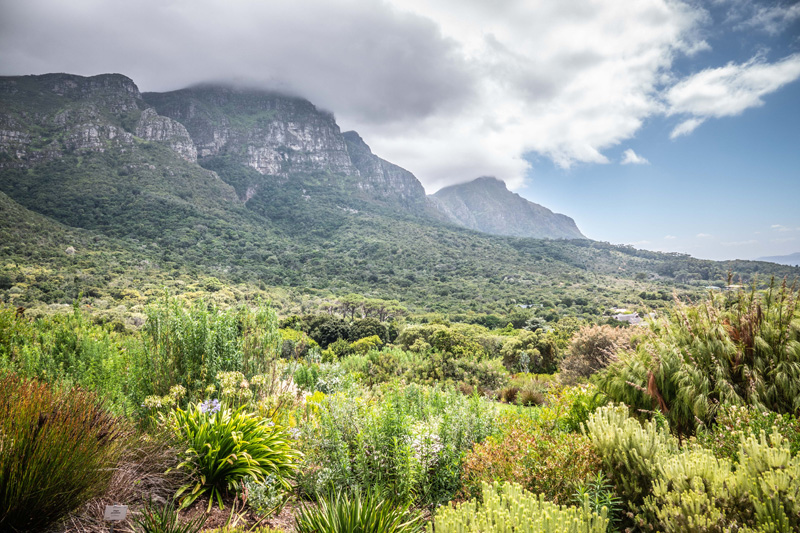 31st January 2019 – Kirstenbosch National Botanical Garden