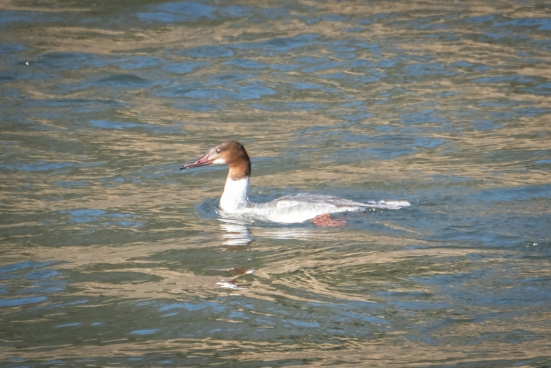 24th February 2019 – Wye Valley