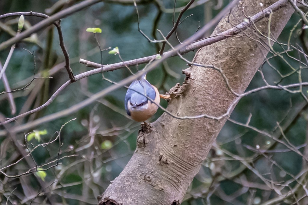 20th March 2019 – Avon&nbsp;Gorge