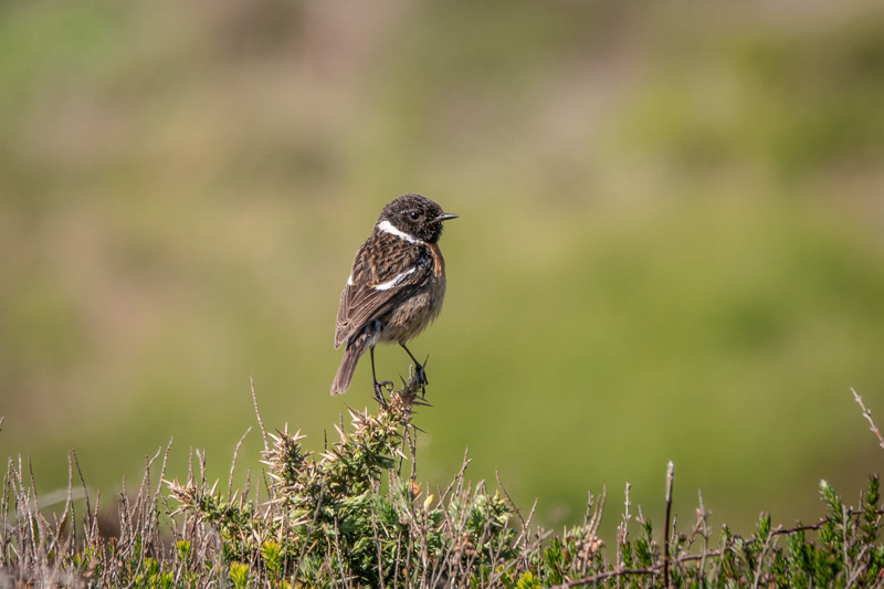 9th May 2019 –&nbsp;Cornwall