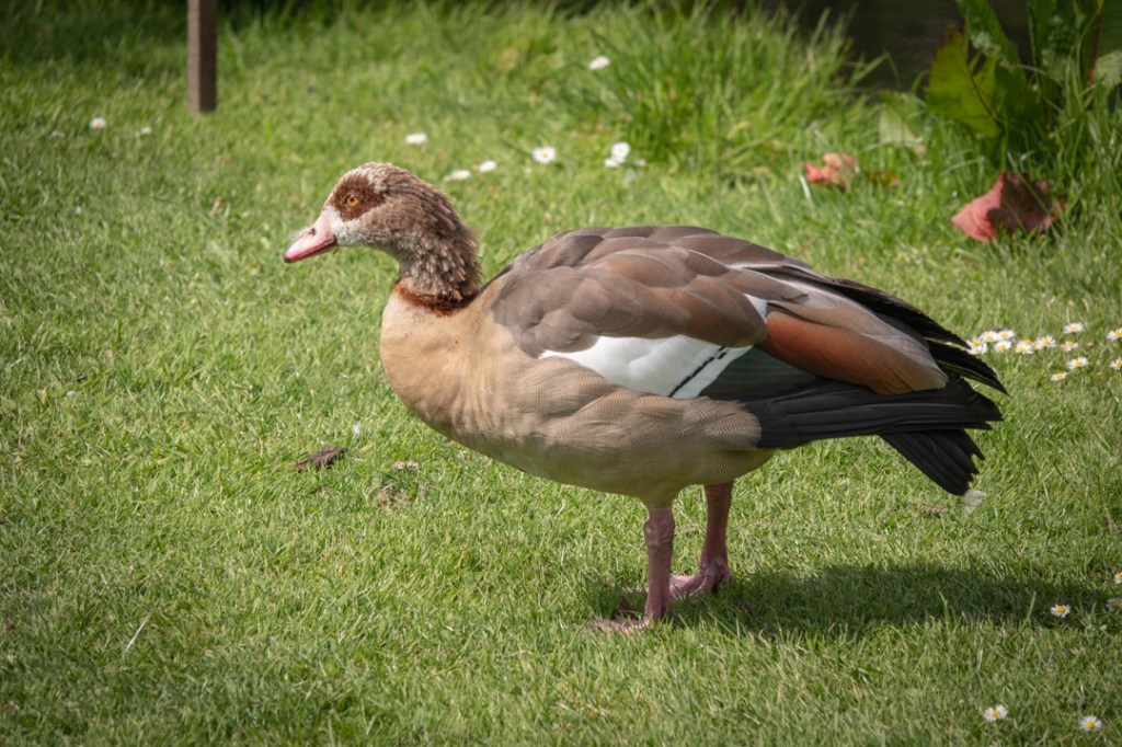 15th May 2019 – The Savill Garden, Windsor Great&nbsp;Park