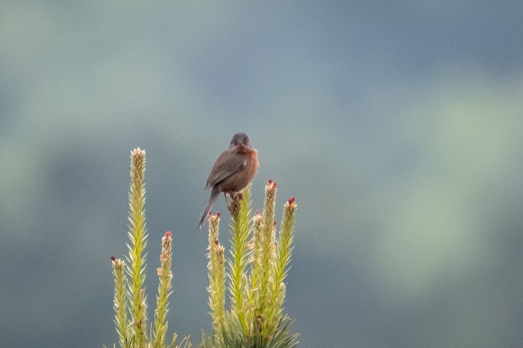 17th May 2019 – RSPB Arne,&nbsp;Dorset