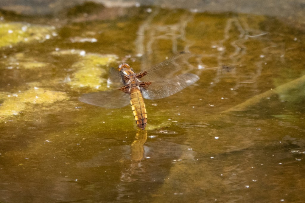 15th June 2019 – Flatford&nbsp;Mill