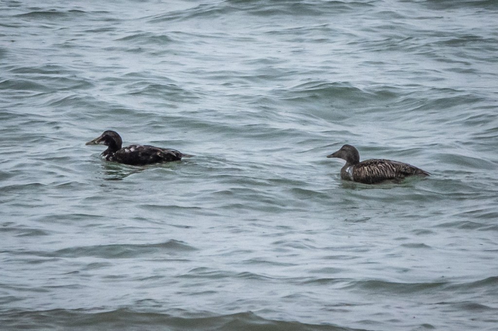 18th June 2019 – Walberswick National Nature&nbsp;Reserve
