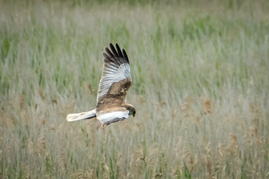 20th June 2019 – Around Walberswick,&nbsp;Suffolk