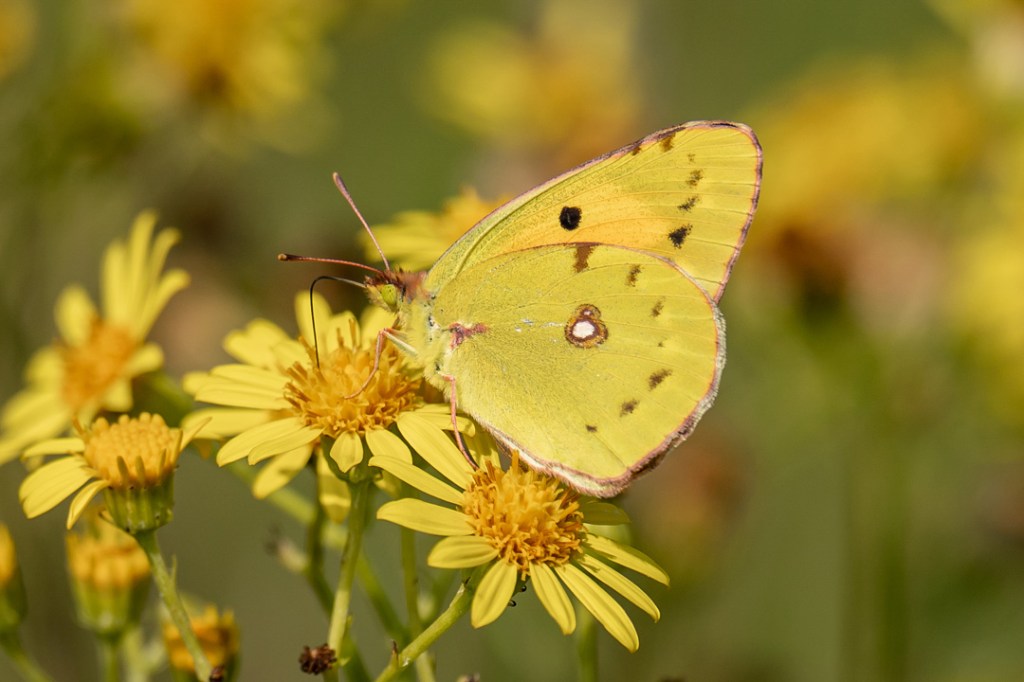 26th August 2019 – Stoke Park Estate,&nbsp;Bristol