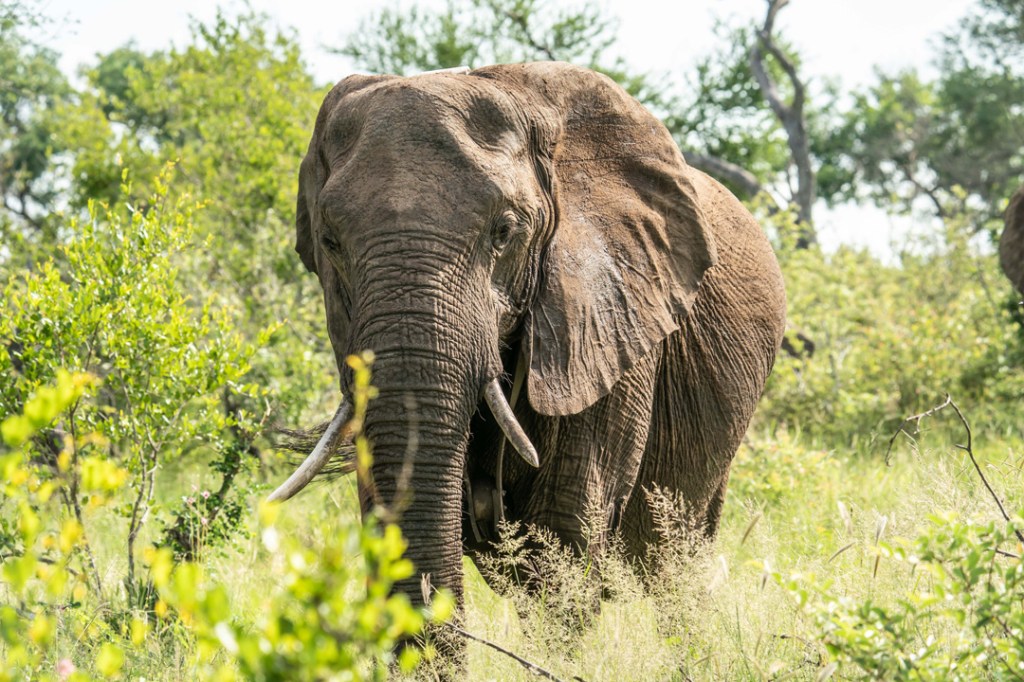 16th  – 19th January 2020 – Thornybush Private Game Reserve, South Africa –&nbsp;animals