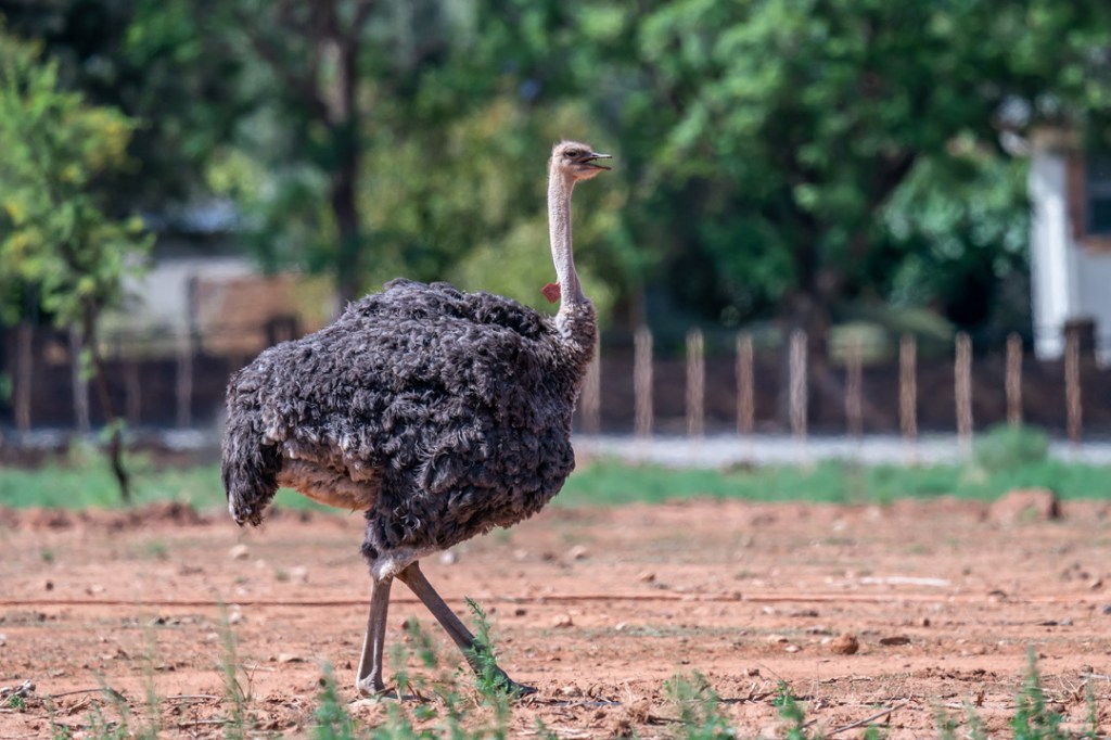 25th January 2020 –&nbsp;Oudtshoorn