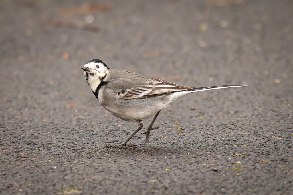 25th February 2020 – Eastville Park,&nbsp;Bristol