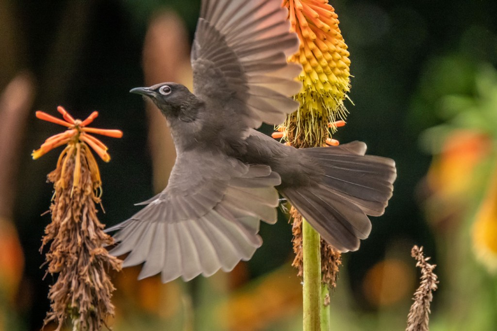 10th February 2020 – Kirstenbosch National Botanical Gardens, Cape&nbsp;Town