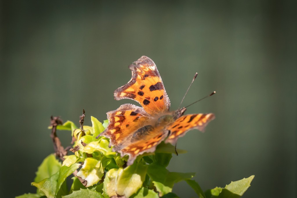 19th April 2020 -Self-isolating in&nbsp;Bristol