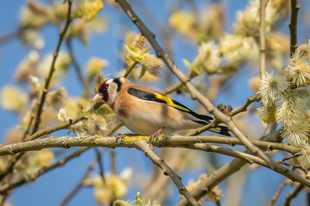 4th April 2020 – Self-isolating in Bristol