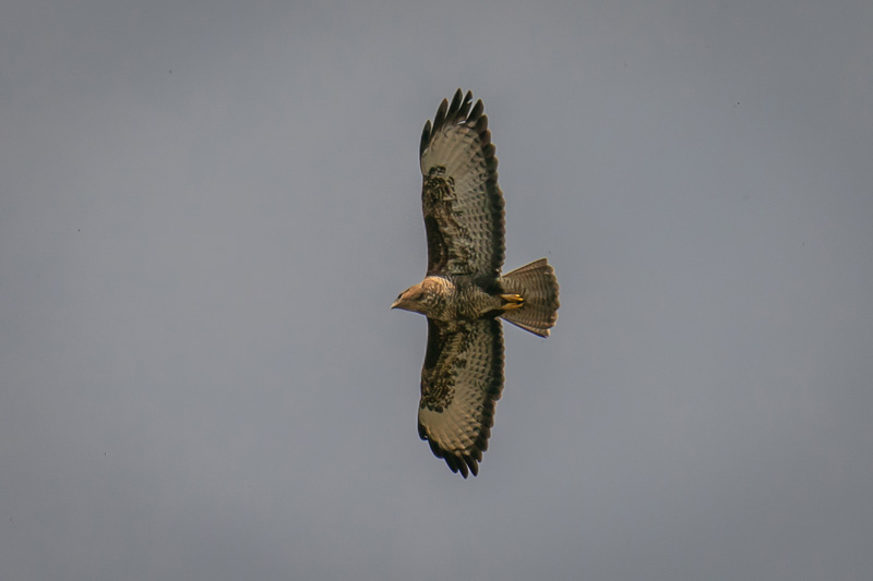 11th April 2020 – Self-isolating in Bristol