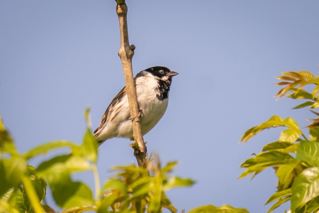 6th May 2020 – Stoke Park Estate,&nbsp;Bristol