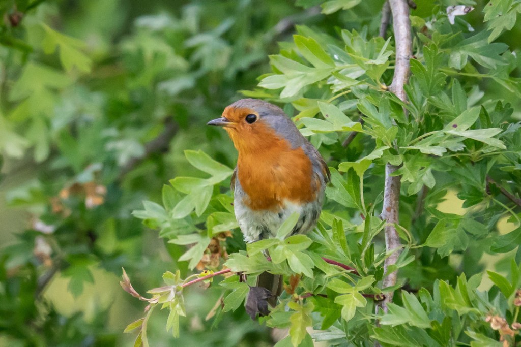 14th May 2020 – Stoke Park Estate, Bristol