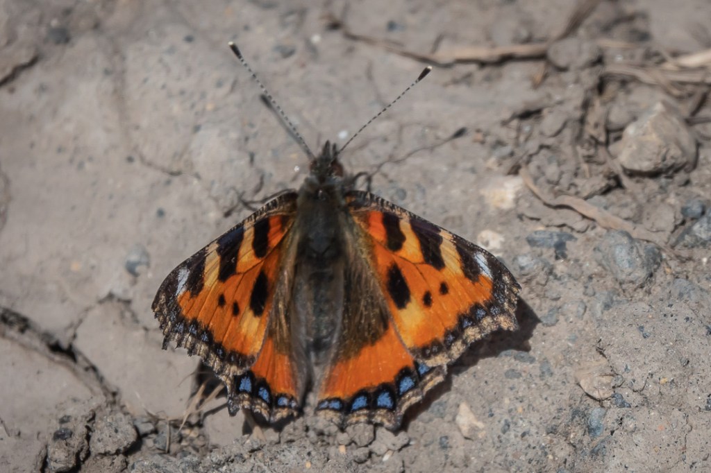 5th June 2020 – Framilode,&nbsp;Gloucestershire