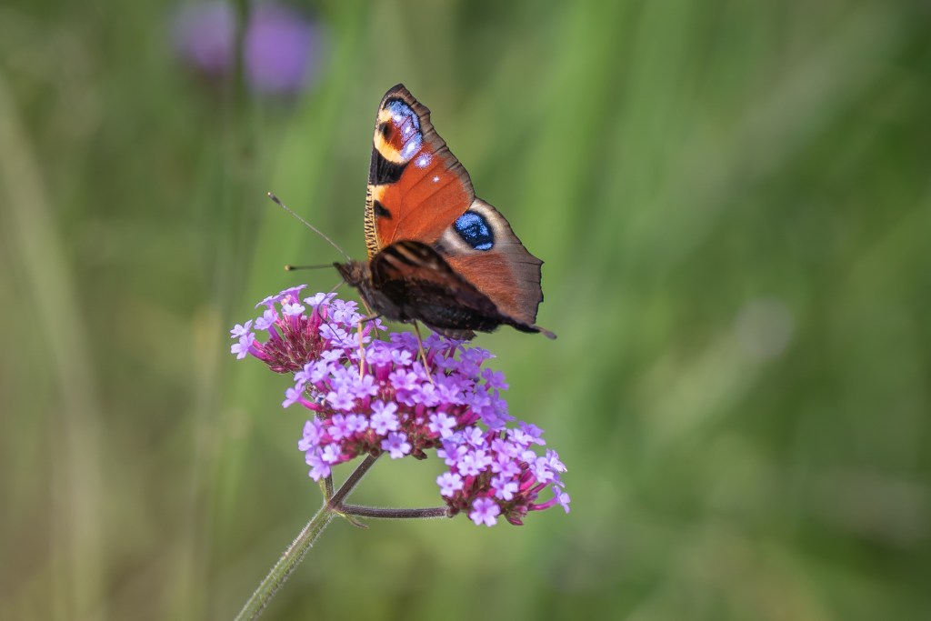 7th  August 2020 – National Botanical Gardens of&nbsp;Wales