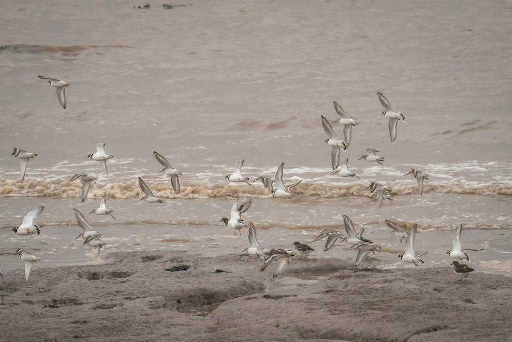 24th November 2020 – Severn&nbsp;Estuary