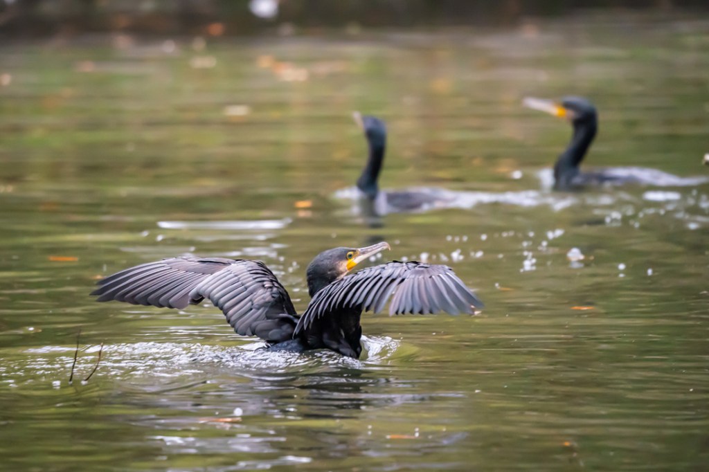 This image has an empty alt attribute; its file name is dsc09994.jpg