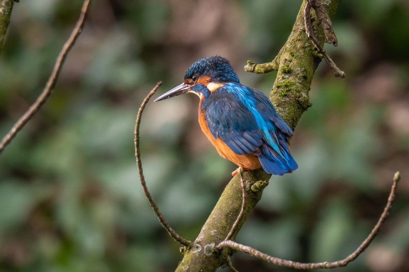 This image has an empty alt attribute; its file name is dsc02603.jpg