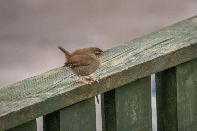 This image has an empty alt attribute; its file name is dsc04543-2.jpg