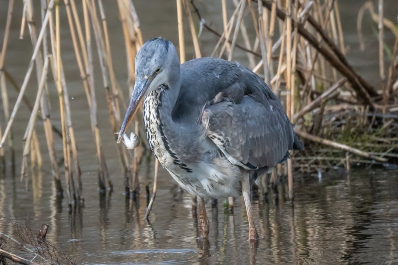 This image has an empty alt attribute; its file name is dsc04707.jpg