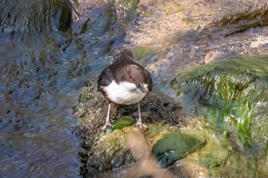 20th April 2021 – Forest of Dean,&nbsp;Gloucestershire