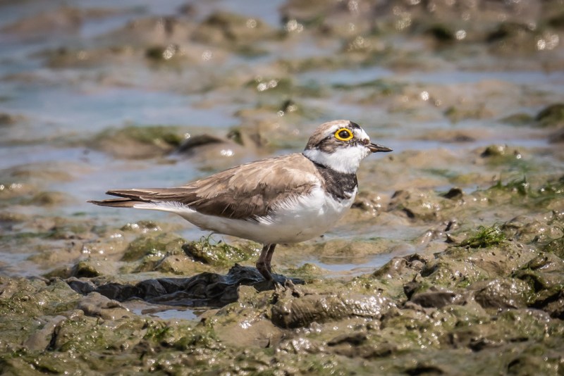 This image has an empty alt attribute; its file name is dsc04709.jpg