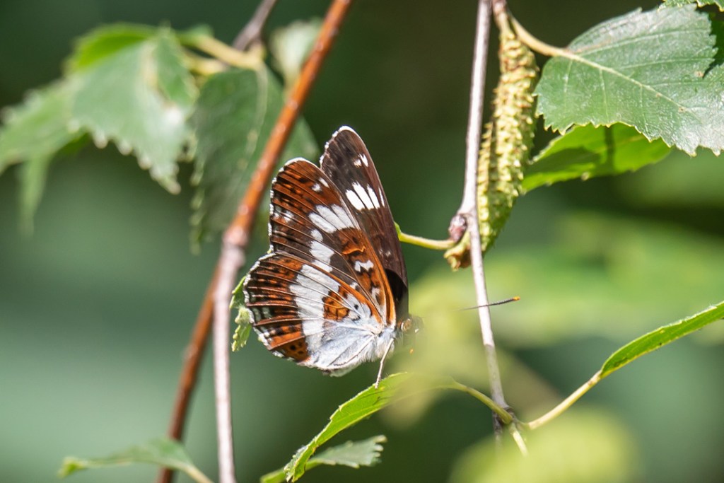 1st July 2021 – Wolves Wood RSPB,&nbsp;Suffolk