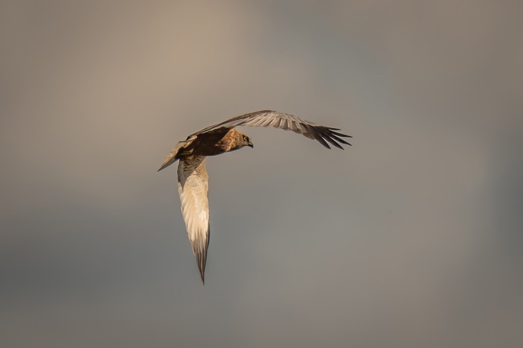 10th October 2021 – Catcott Moor, Somerset&nbsp;Levels
