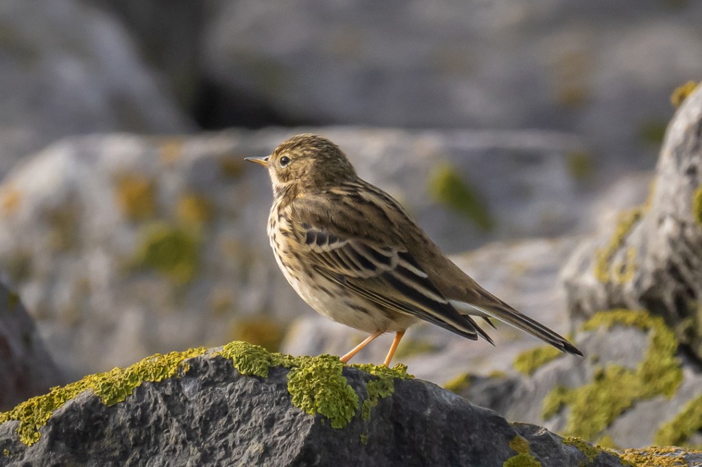5th November 2021 – New Passage, Severn&nbsp;Estuary