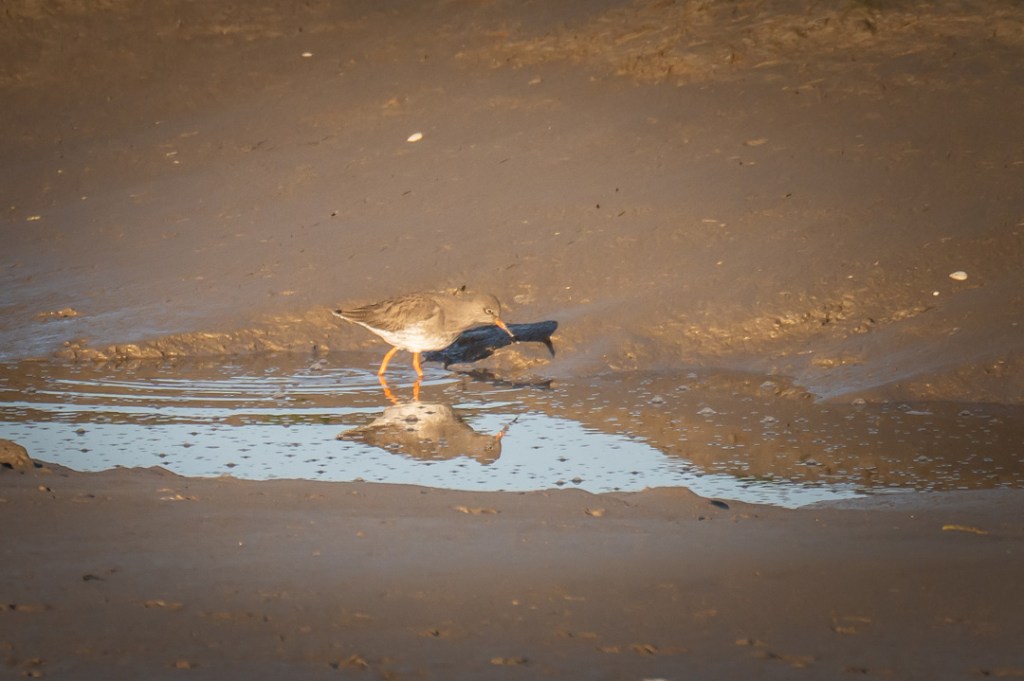 12th January 2022 – Llanelli Beach and The&nbsp;Gower