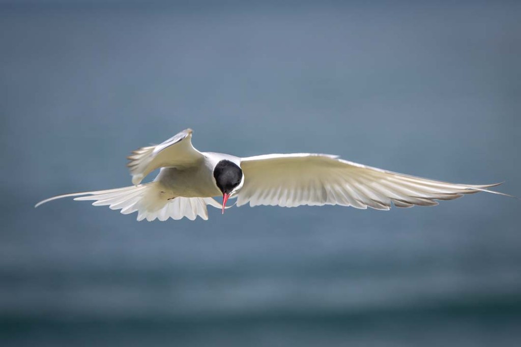 9th June 2022 – Long Nanny tern colony,&nbsp;Northumberland