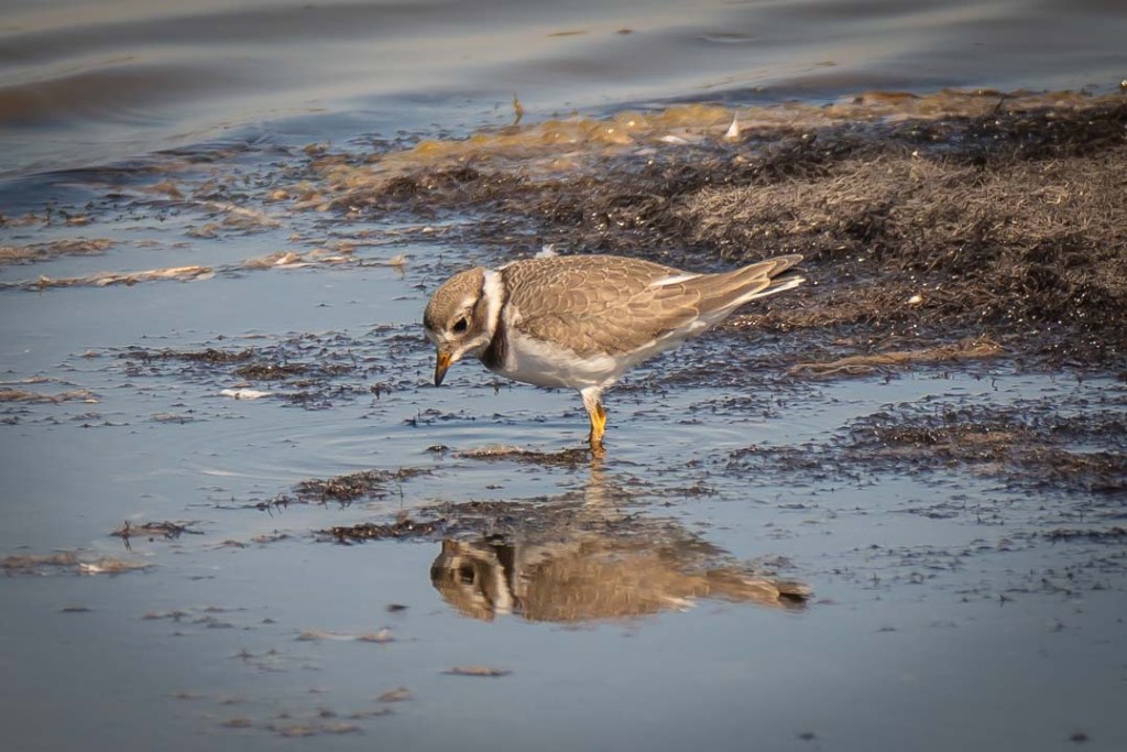 13th August 2022 – RSPB Titchwell&nbsp;Marsh