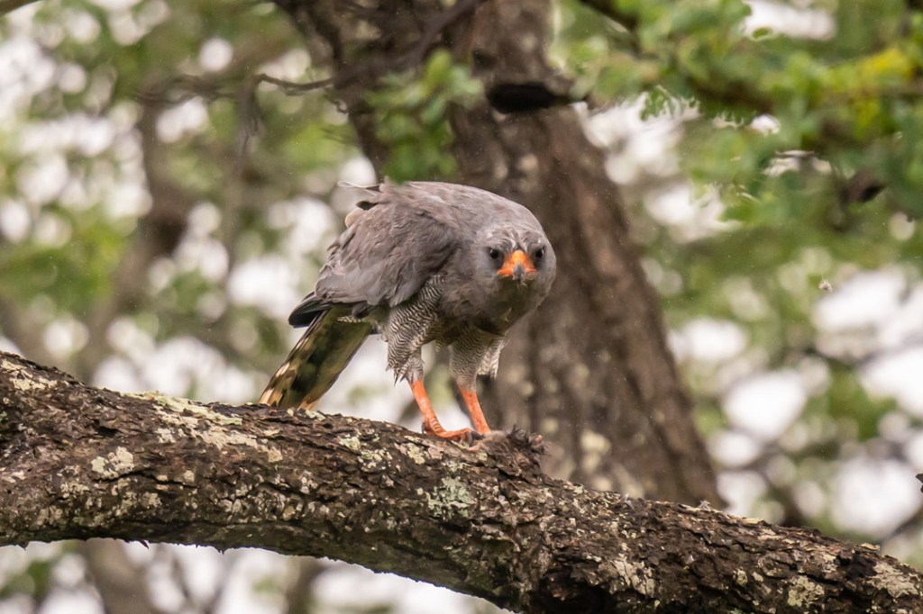 Thornybush Private Game Reserve, South Africa
