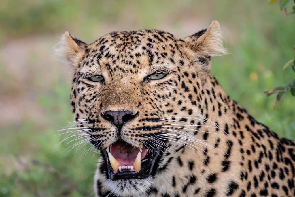 Nature Photo Challenge: Eyes