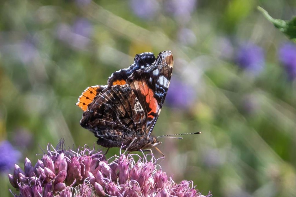 3rd September 2023 – The Veddw House Garden