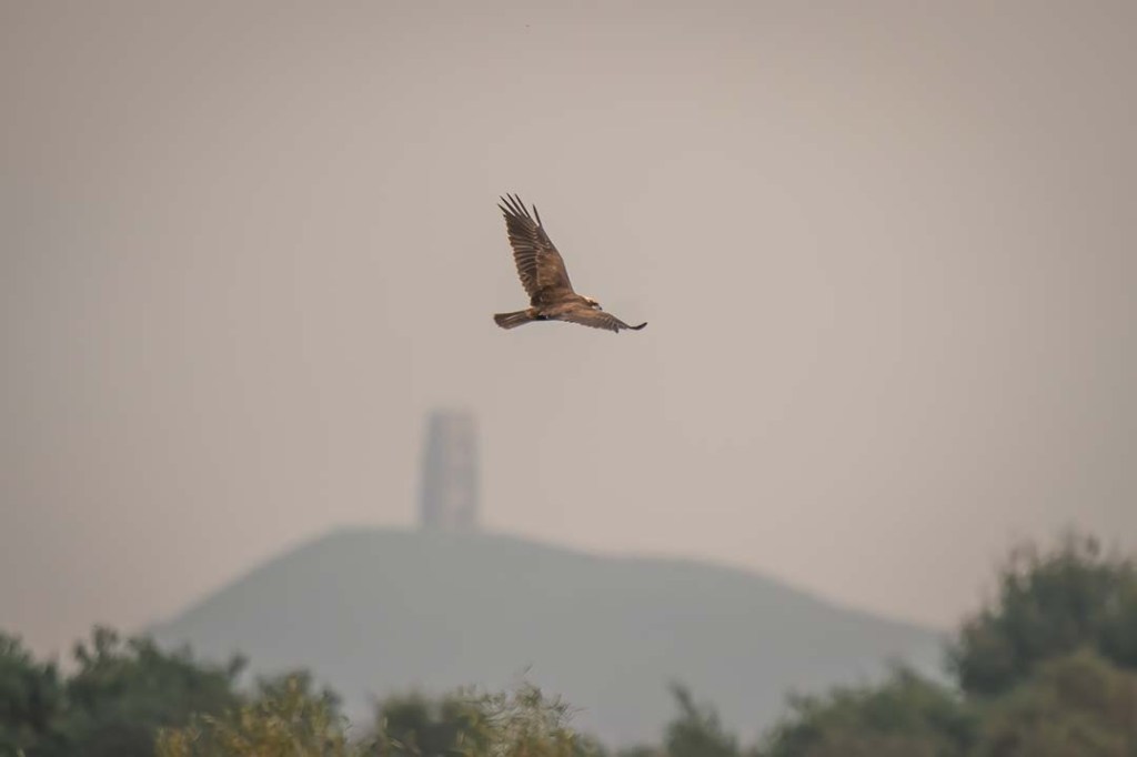 10th October 2023 – RSPB Ham Wall,&nbsp;Somerset