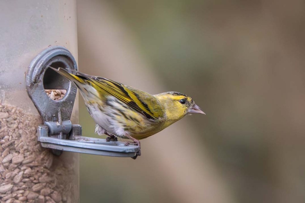 This image has an empty alt attribute; its file name is dsc08725-enhanced-nr-1.jpg