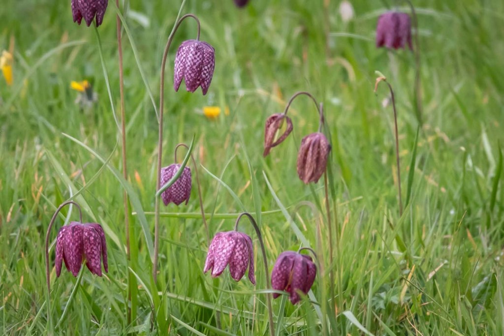 This image has an empty alt attribute; its file name is dsc08748-1.jpg