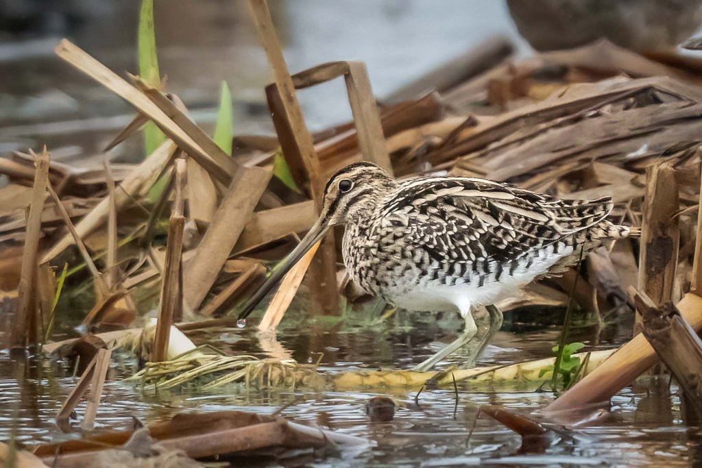 19th November 2024 – RSVP Greylake,&nbsp;Somerset