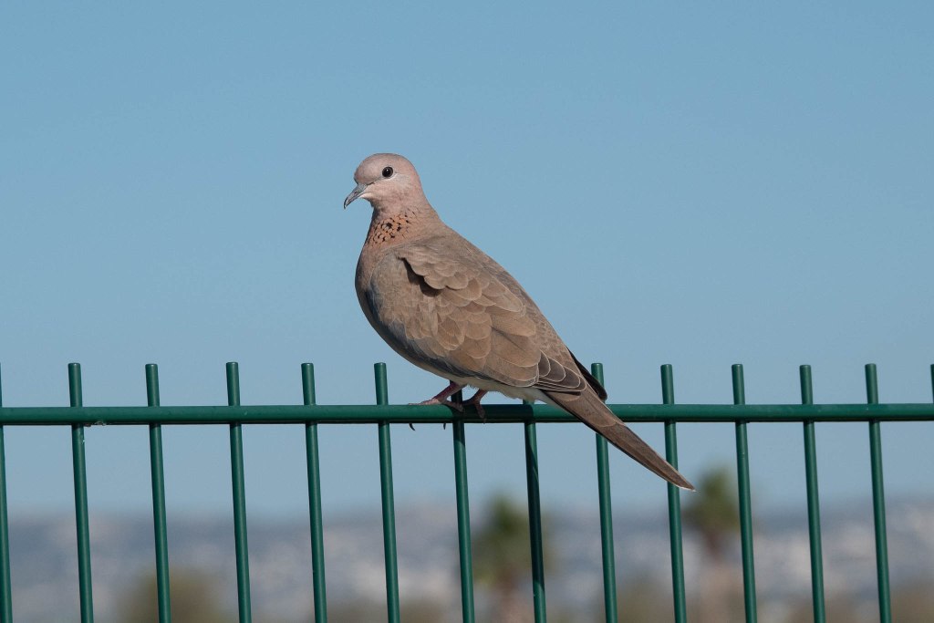 20th December 2024 – Paphos,&nbsp;Cyprus
