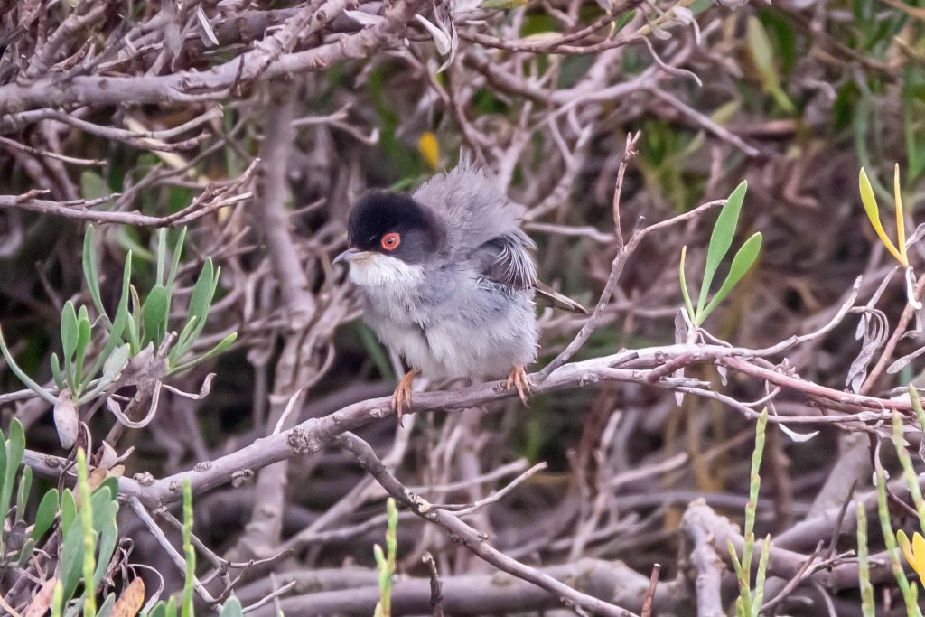 11th April 2025 – Olhão,&nbsp;Portugal