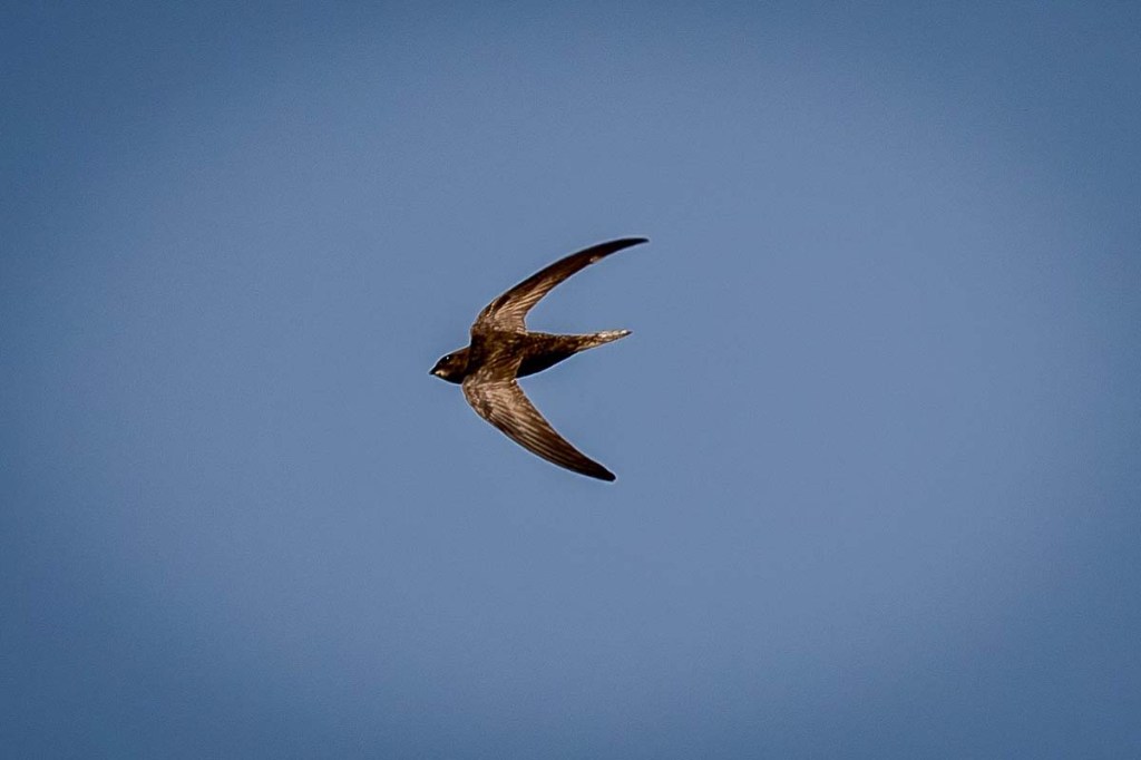 Common swift