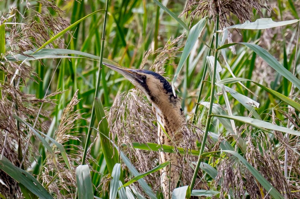 29th September 2025 – WWT Slimbridge,&nbsp;Gloucestershire