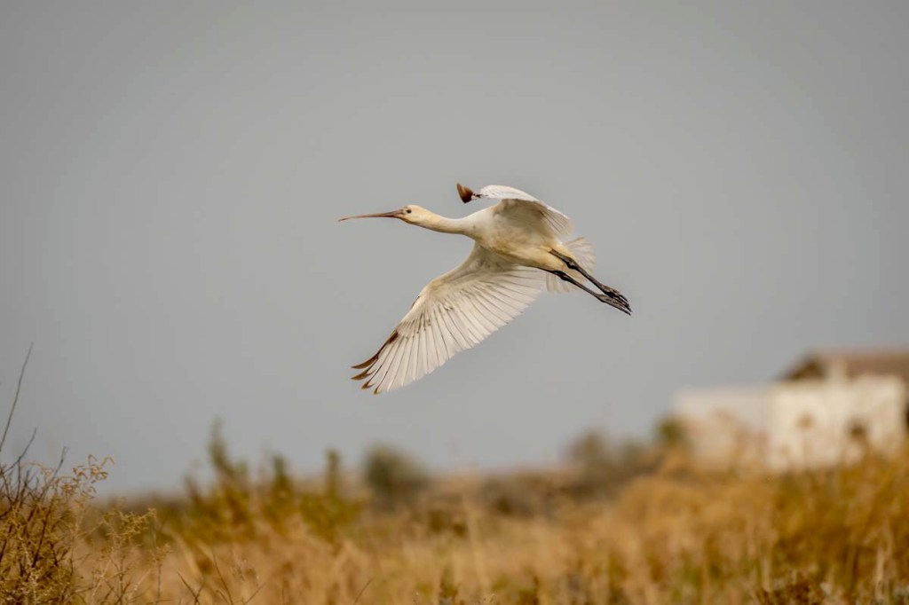 12th October 2025 Post Script – Fuseta,&nbsp;Portugal