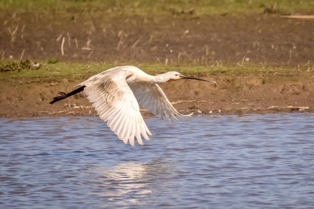 Eurasian spoonbill